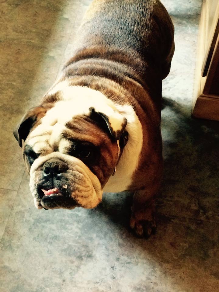 Oliver the bulldog | photo Cathleen McCarthy | The Jewelry Loupe